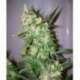 15 UND REG - ANGEL HEART (MANGO HAZE X AFGHAN SKUNK) * MR NICE LIMITED EDITION 15 UND REG