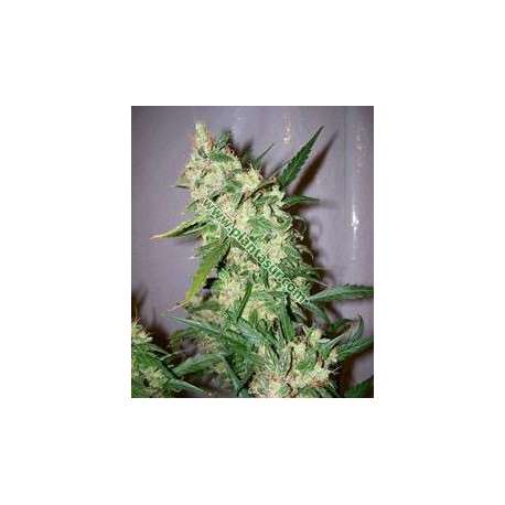 15 UND REG - ANGEL HEART (MANGO HAZE X AFGHAN SKUNK) * MR NICE LIMITED EDITION 15 UND REG