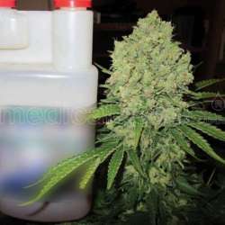 3 UND FEM - PROZACK * MEDICAL SEEDS 3 UND FEM