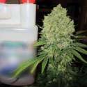 3 UND FEM - PROZACK * MEDICAL SEEDS 3 UND FEM