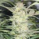 3 UND FEM - WHITE WIDOW * MEDICAL SEEDS 3 UND FEM