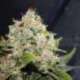 3 UND FEM -BCN SOUR DIESEL * MEDICAL SEEDS 3 UND FEM