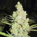 10 UND FEM - 1024 * MEDICAL SEEDS 10 UND FEM