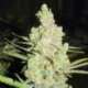 5 UND FEM - 1024 * MEDICAL SEEDS 5 UND FEM