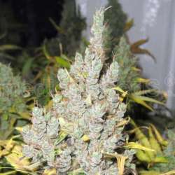 3 UND FEM - 2046 * MEDICAL SEEDS 3 UND FEM