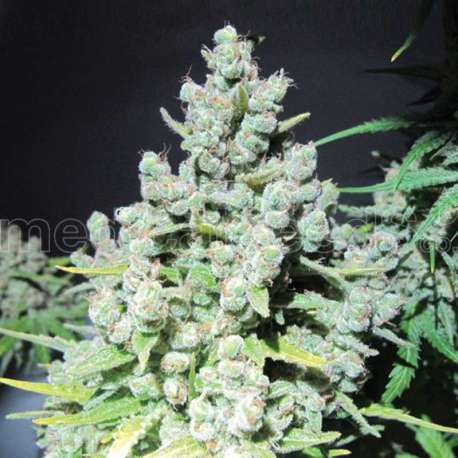 3 UND FEM - MALAKOFF * MEDICAL SEEDS 3 UND FEMINIZADAS