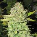 3 UND FEM - DEVIL FRUIT * MEDICAL SEEDS 3 UND FEMINIZADAS