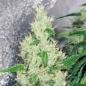 5 UND FEM - Y GRIEGA * MEDICAL SEEDS 5 UND FEMINIZADAS