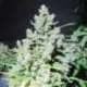 10 UND FEM - MALAKOFF * MEDICAL SEEDS 10 UND FEMINIZADA