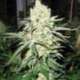 10 UND FEM - NO NAME * MEDICAL SEEDS 10 UND FEMINIZADA