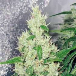 10 UND FEM - Y GRIEGA * MEDICAL SEEDS 10 UND FEMINIZADAS