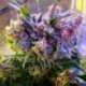 10 UND FEM - AURORA INDICA * NIRVANA 10 UND FEMINIZADA