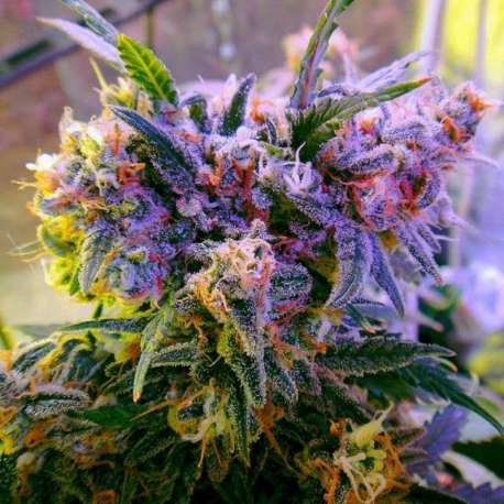 10 UND FEM - AURORA INDICA * NIRVANA 10 UND FEMINIZADA