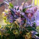 10 UND FEM - AURORA INDICA * NIRVANA 10 UND FEMINIZADA