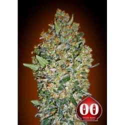 5 UND FEM - CHEESE BERRY * 00SEEDS 5 UND FEMINIZADAS