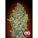 5 UND FEM - CHEESE BERRY * 00SEEDS 5 UND FEMINIZADAS