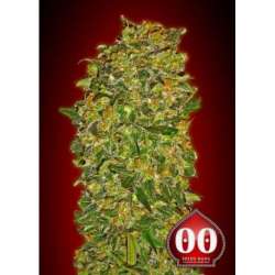 5 UND FEM - CHOCOLATE KUSH * 00SEEDS 5 UND FEMINIZADAS