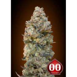 5 UND FEM - CHOCOLATE SKUNK * 00SEEDS 5 UND FEMINIZADAS