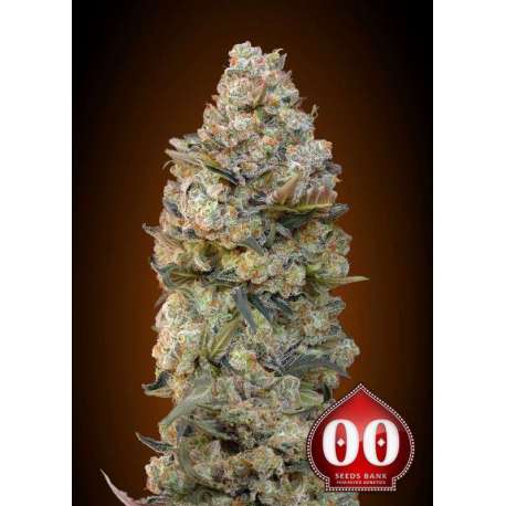 5 UND FEM - CHOCOLATE SKUNK * 00SEEDS 5 UND FEMINIZADAS