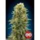 5 UND FEM - AFGHAN MASS AUTO * 00SEEDS 5 UND FEMINIZADAS