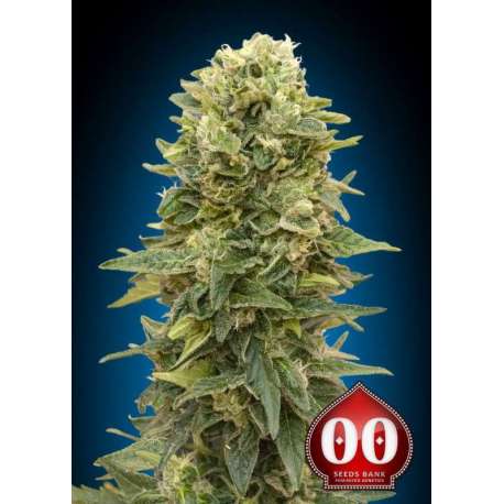 5 UND FEM - AFGHAN MASS AUTO * 00SEEDS 5 UND FEMINIZADAS