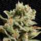 5 UND FEM - DUTCH DRAGON * PARADISE SEEDS 5 UND FEMINIZADAS