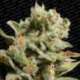 10 UND FEM - DUTCH DRAGON * PARADISE SEEDS 10 UND FEMINIZADAS