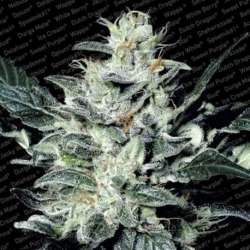 10 UND FEM - SENSI STAR * PARADISE SEEDS 10 UND FEMINIZADAS