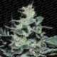 5 UND FEM - NEBULA * PARADISE SEEDS 5 UND FEMINIZADAS