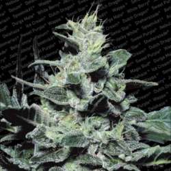 5 UND FEM - NEBULA * PARADISE SEEDS 5 UND FEMINIZADAS