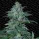 5 UND FEM - MAGIC BUD * PARADISE SEEDS 5 UND FEMINIZADAS