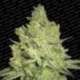 5 UND FEM - JACKY WHITE * PARADISE SEEDS 5 UND FEMINIZADAS