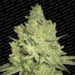 5 UND FEM - JACKY WHITE * PARADISE SEEDS 5 UND FEMINIZADAS