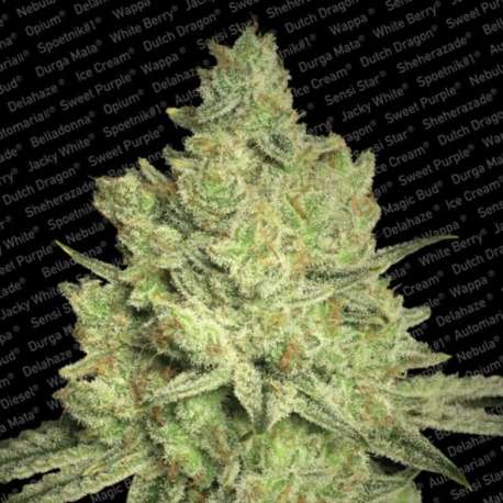5 UND FEM - JACKY WHITE * PARADISE SEEDS 5 UND FEMINIZADAS