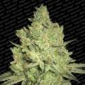 5 UND FEM - JACKY WHITE * PARADISE SEEDS 5 UND FEMINIZADAS