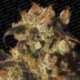 5 UND FEM - WHITE BERRY * PARADISE SEEDS 5 UND FEMINIZADAS