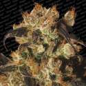 5 UND FEM - WHITE BERRY * PARADISE SEEDS 5 UND FEMINIZADAS