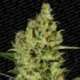 10 UND FEM - DELAHAZE * PARADISE SEEDS 10 UND FEMINIZADAS