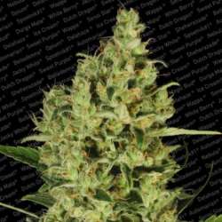 5 UND FEM - DELAHAZE * PARADISE SEEDS 5 UND FEMINIZADAS