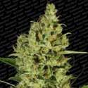 5 UND FEM - DELAHAZE * PARADISE SEEDS 5 UND FEMINIZADAS