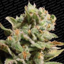 3 UND FEM - DUTCH DRAGON * PARADISE SEEDS 3 UND FEMINIZADAS