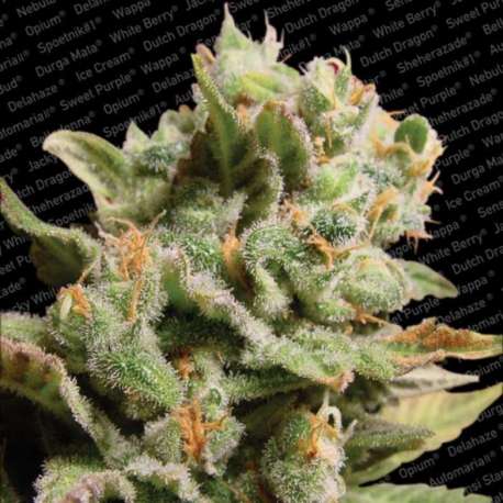3 UND FEM - DUTCH DRAGON * PARADISE SEEDS 3 UND FEMINIZADAS