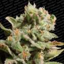 3 UND FEM - DUTCH DRAGON * PARADISE SEEDS 3 UND FEMINIZADAS