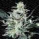 3 UND FEM - SENSI STAR * PARADISE SEEDS 3 UND FEMINIZADAS