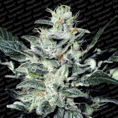3 UND FEM - SENSI STAR * PARADISE SEEDS 3 UND FEMINIZADAS
