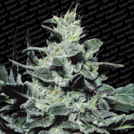 3 UND FEM - NEBULA * PARADISE SEEDS 3 UND FEMINIZADAS