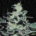 3 UND FEM - NEBULA * PARADISE SEEDS 3 UND FEMINIZADAS
