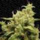 3 UND FEM - OPIUM * PARADISE SEEDS 3 UND FEMINIZADAS