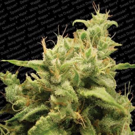 3 UND FEM - OPIUM * PARADISE SEEDS 3 UND FEMINIZADAS