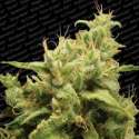 3 UND FEM - OPIUM * PARADISE SEEDS 3 UND FEMINIZADAS